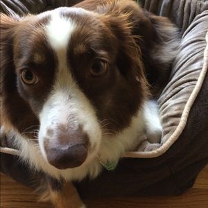 Meet your Posher, Alex