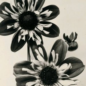 Meet your Posher, Melody