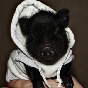 Meet your Posher, Chloe