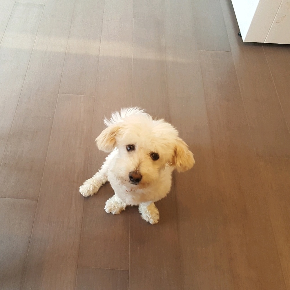 Meet your Posher, Lina