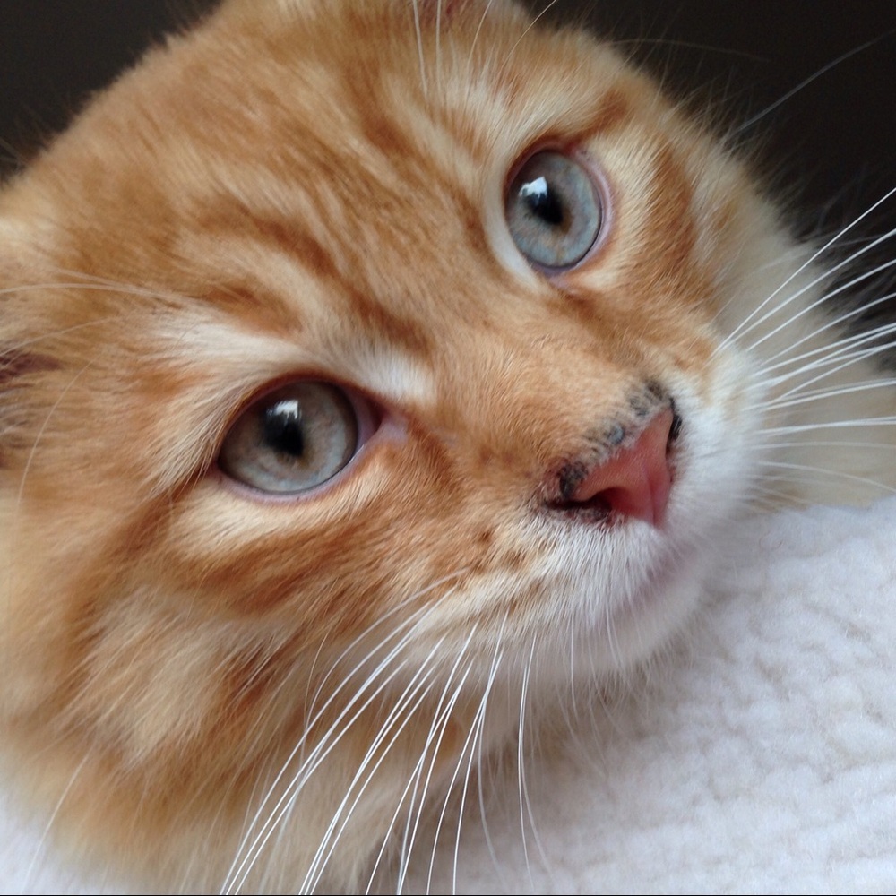 Meet your Posher, Jane