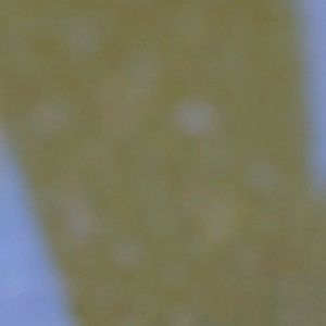 Meet your Posher, Archelie