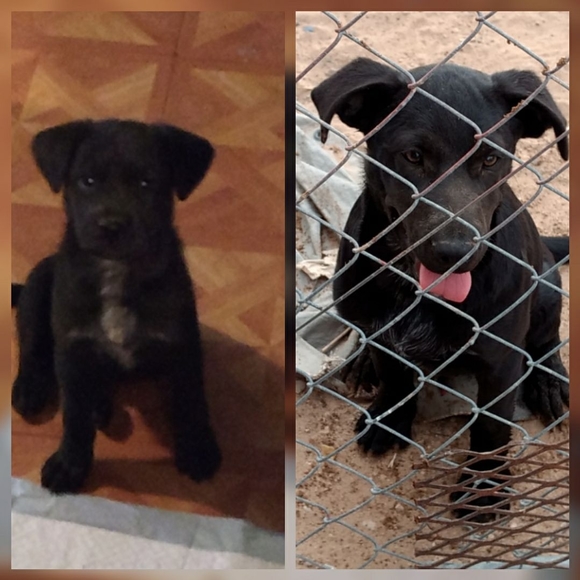 Meet your Posher, Cole - Picture 1 of 1