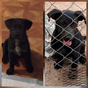 Meet your Posher, Cole