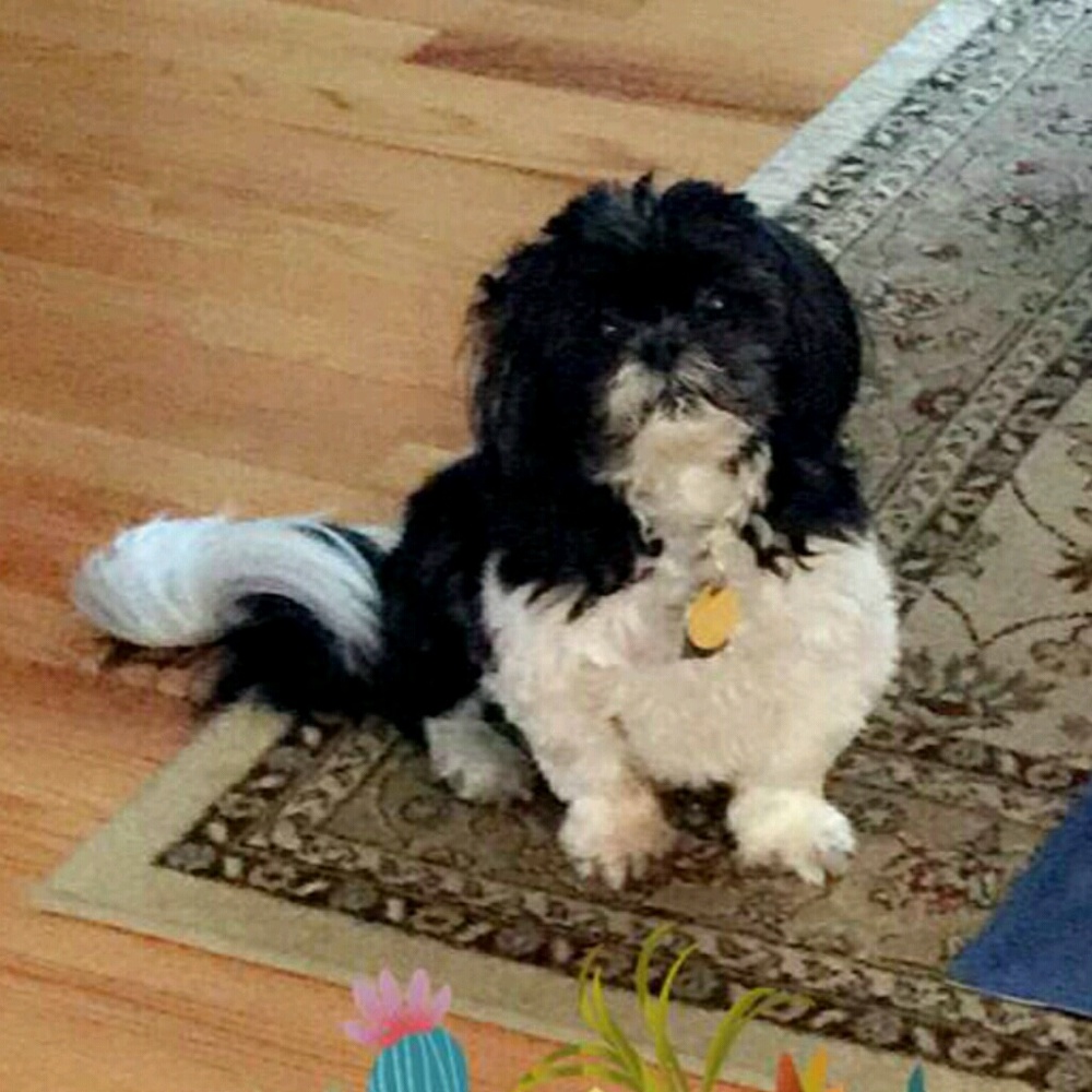 Meet your Posher, Carol