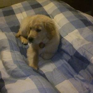 Meet your Posher, Ame