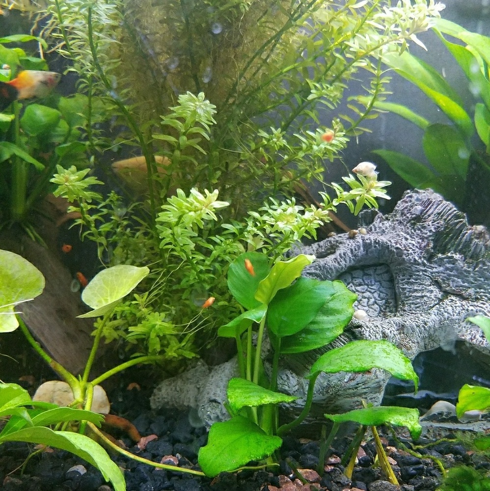 Meet your Posher, Sharika