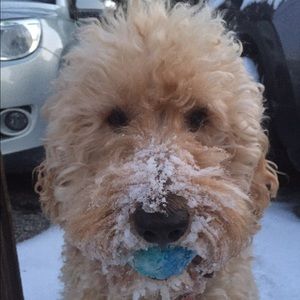 Meet your Posher, Garry