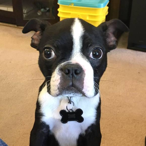 Meet your Posher, Rudy - Picture 1 of 1