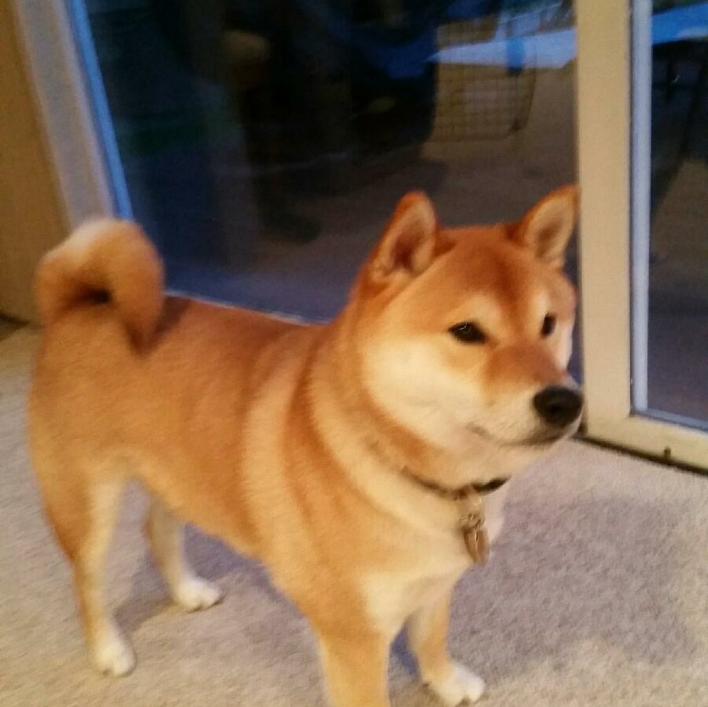 Meet your Posher, Elizabeth