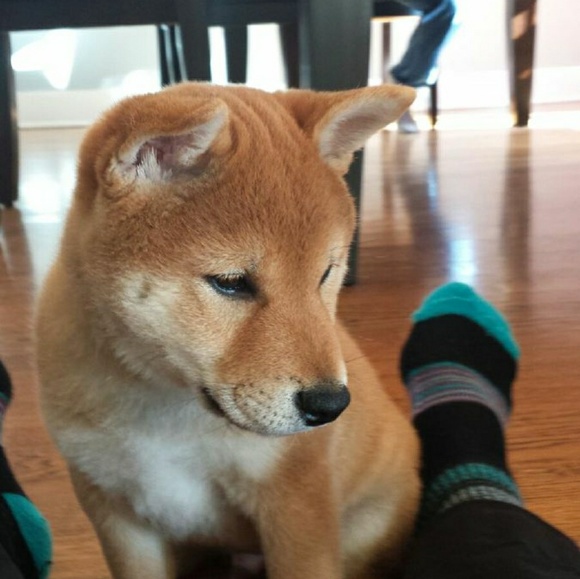 Meet your Posher, Elizabeth - Picture 2 of 3