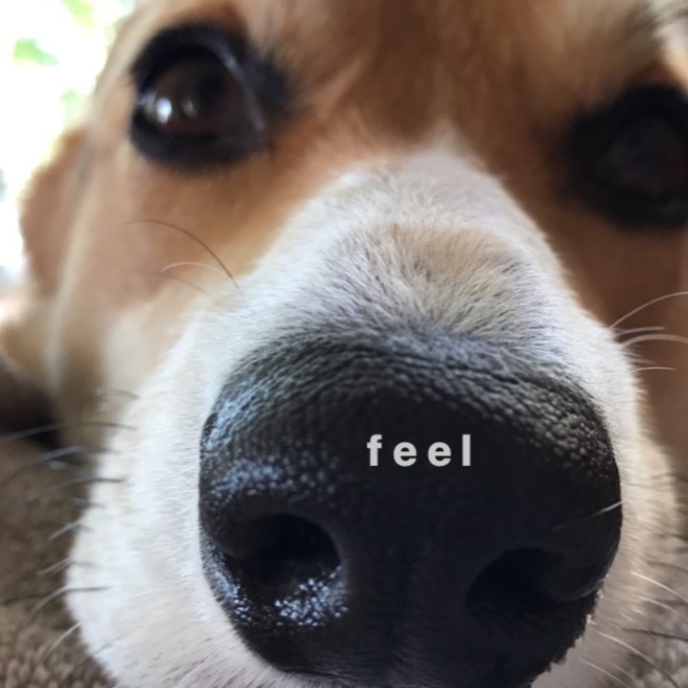 Meet your Posher, Dafne