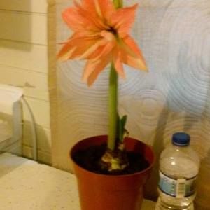 Meet your Posher, Charlotte