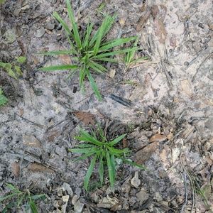 Meet your Posher, Tamars