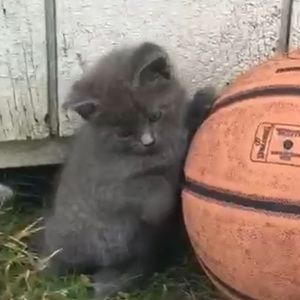 Meet your Posher, Cami