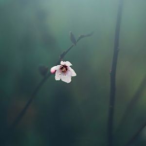 Meet your Posher, Vivien