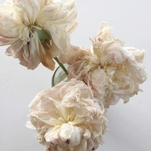 Meet your Posher, Holly