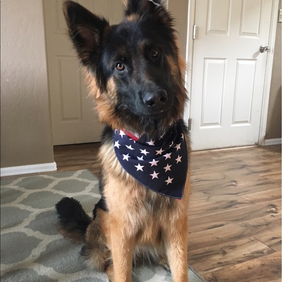 Meet your Posher, Kale - Picture 1 of 1