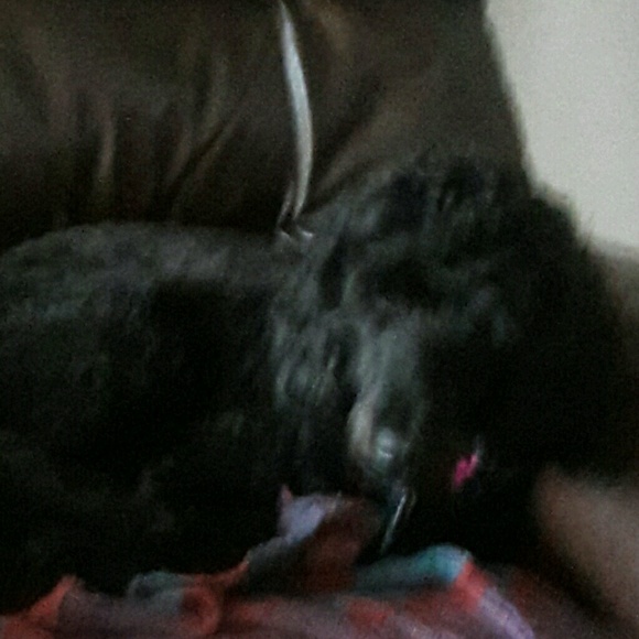 Meet your Posher, Diogi - Picture 1 of 1