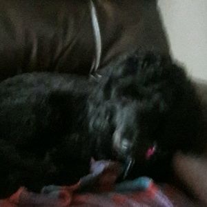 Meet your Posher, Diogi