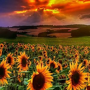 Meet your Posher, Leeann