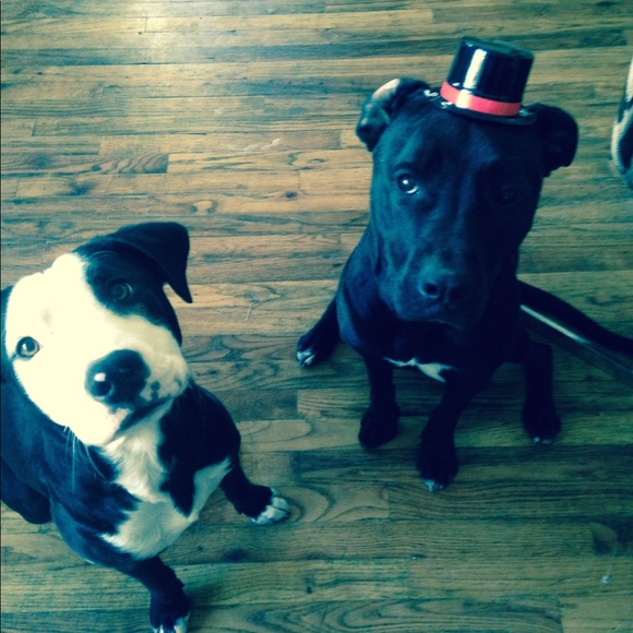 Meet your Posher, Brianna - Picture 2 of 2