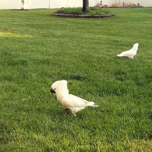 Meet your Posher, Sherri