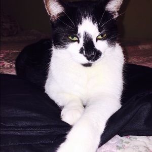 Meet your Posher, Lumi