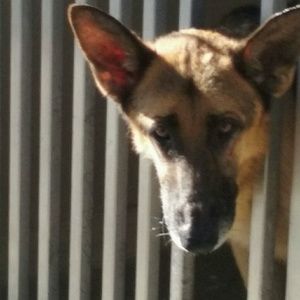 Meet your Posher, Annette