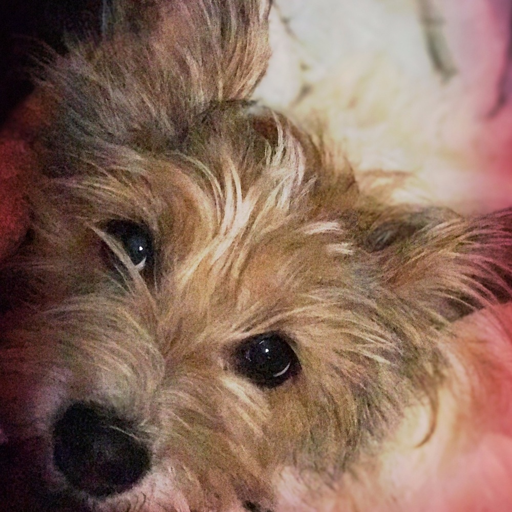 Yes, I LOVE dogs too!