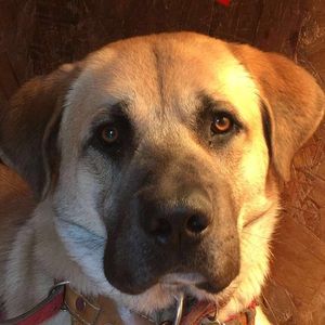 Meet your Posher, Angel