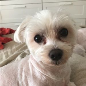 Meet your Posher, Fabbi