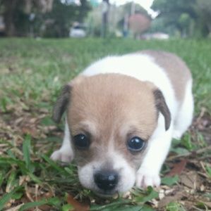 Meet your Posher, Jessie