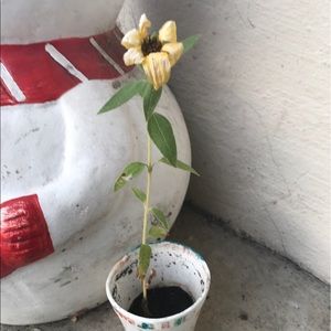 Meet your Posher, Veronica