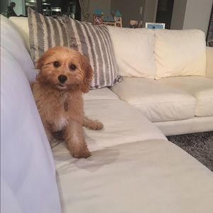 Meet your Posher, Lexi