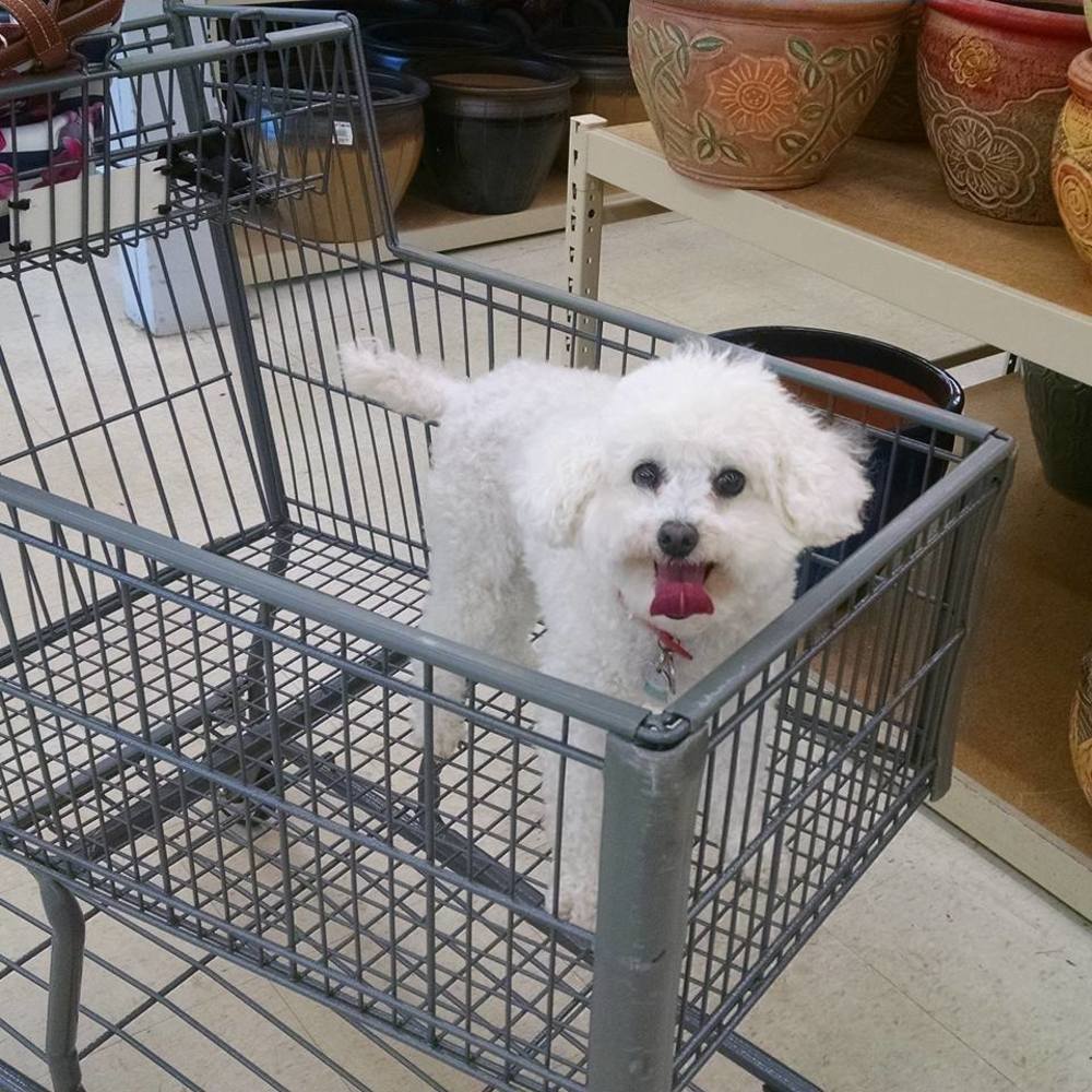 Meet your Posher, Donna