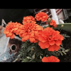 Meet your Posher, Eva