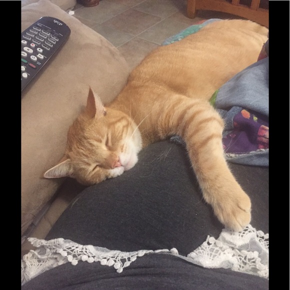 My four-legged babies - Picture 2 of 3