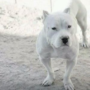 Meet your Posher, Carlos