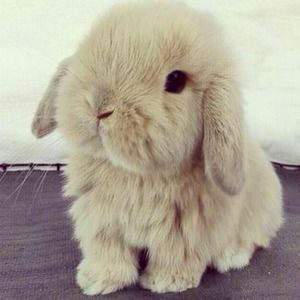 Meet your Posher, Tenisha