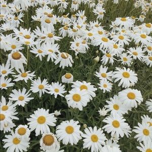 Meet your Posher, Dia'ane