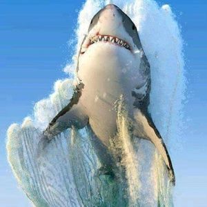 Meet your Posher, Rey