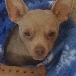 Meet your Posher, Pat