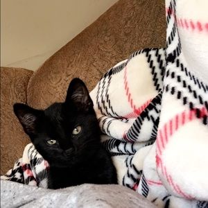 Meet your Posher, Evie