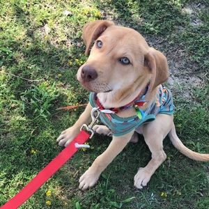 Meet your Posher, Rosanna