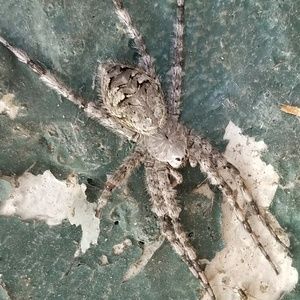 Meet your Posher, Dorian