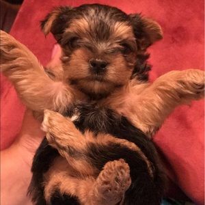 Meet your Posher, Melody