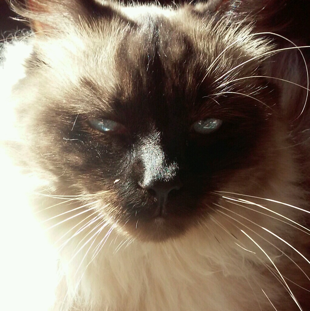 Meet your Posher, Molly