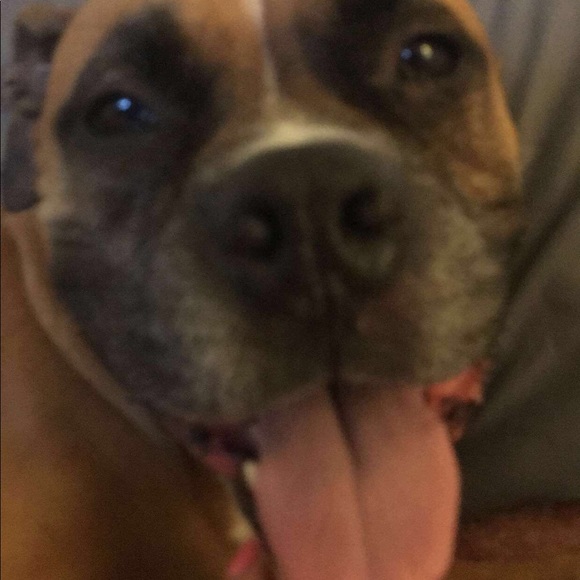 Meet your Posher, Brittany - Picture 2 of 8