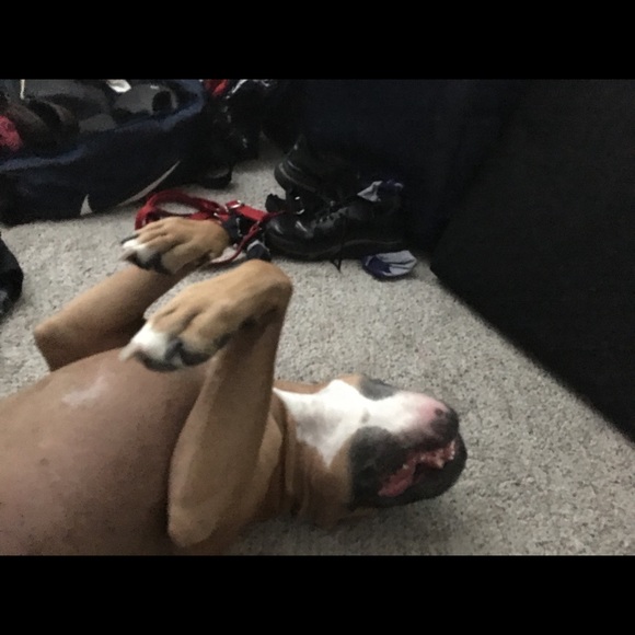 Meet your Posher, Brittany - Picture 4 of 8